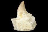 Fossil Mosasaur (Platecarpus) Tooth In Jaw Section #174322-1